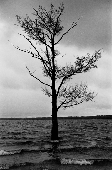 Tree in the Lake